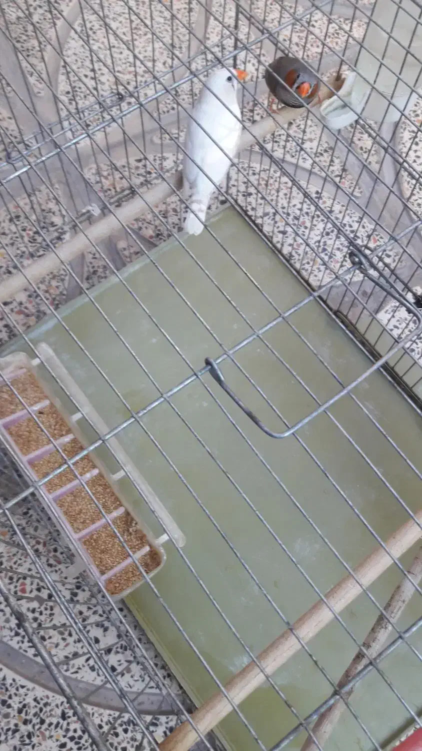 جفت فنج زیبا|پرنده|کرمان, |دیوار