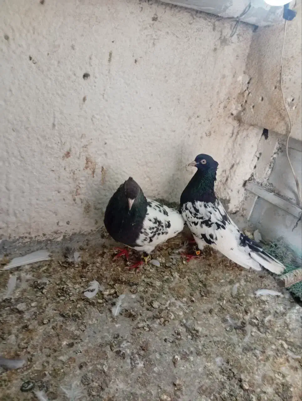 کبوتر|پرنده|مشهد, کشف|دیوار