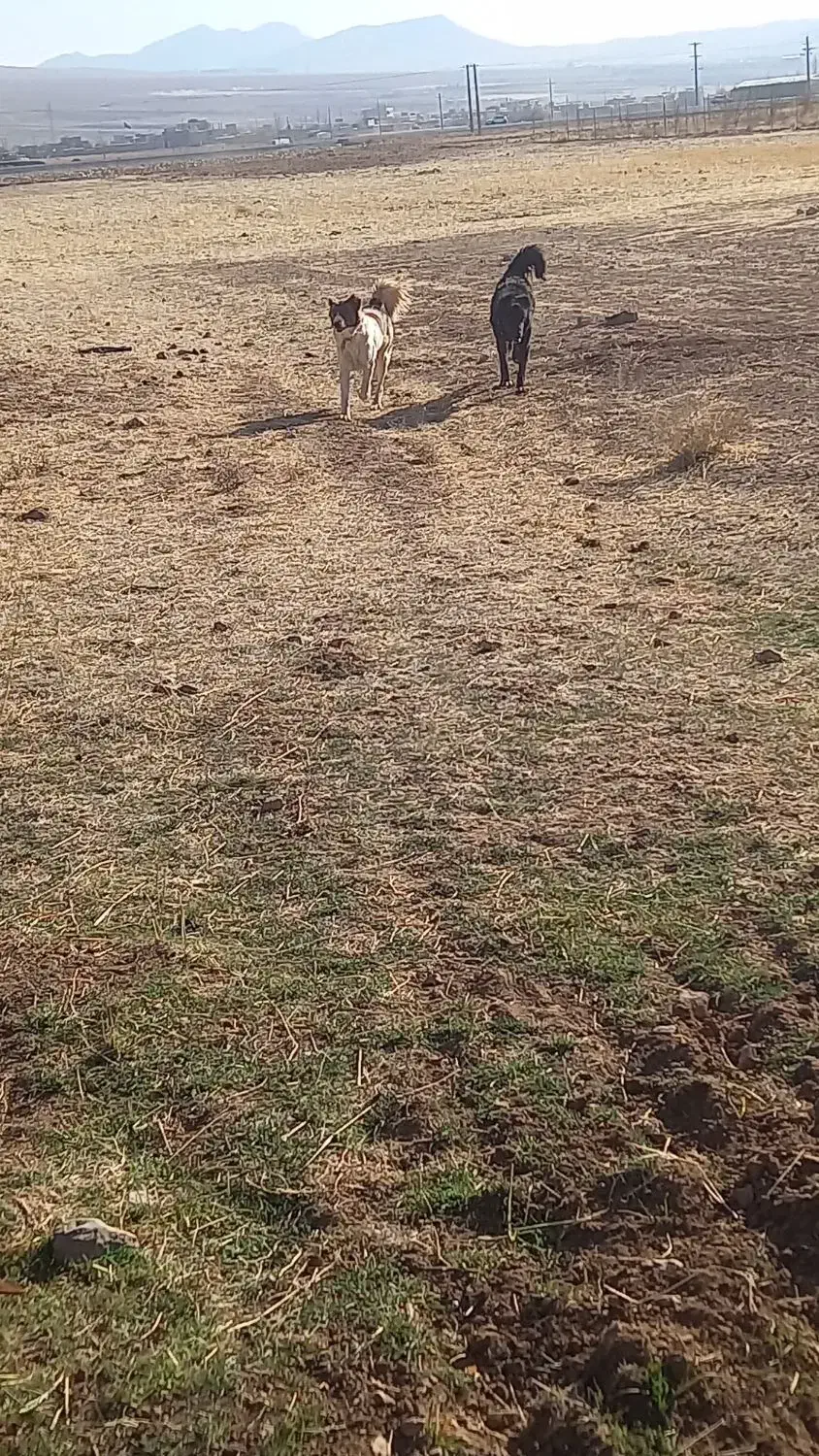 سگ گله|سگ|داران, |دیوار