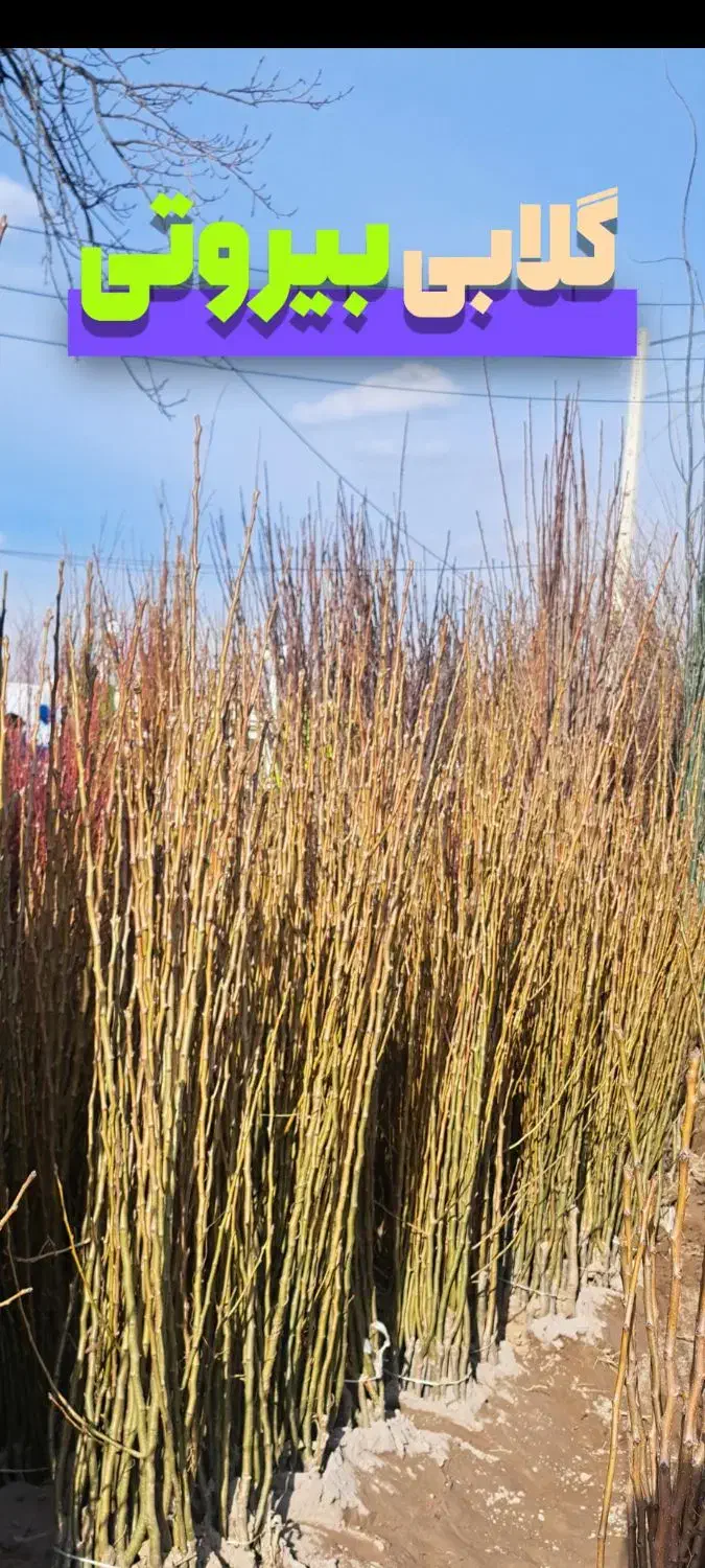 فروش انواع نهال پیوندی|گل و گیاه طبیعی|میاندوآب, |دیوار