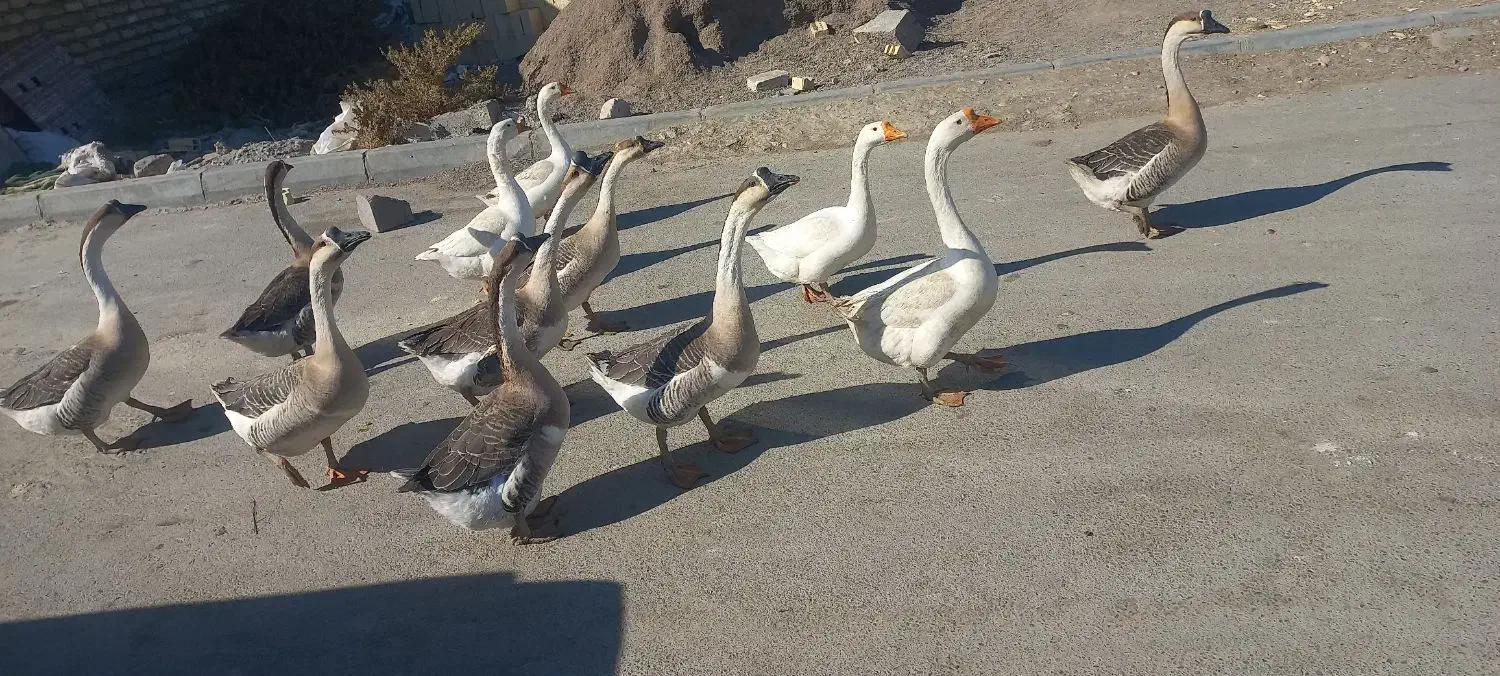 قوغاز چینی گردن ماری|حیوانات مزرعه|مشهد, توس (بلوار توس)|دیوار