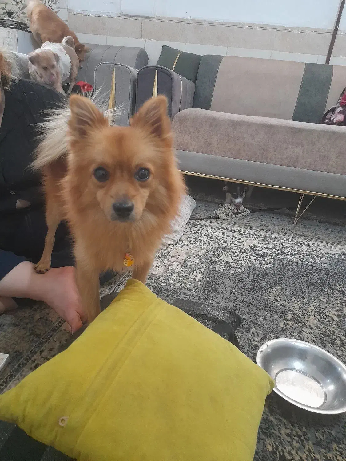 سلام سگ شیتز فلت وتوله معاوضه میکنم با پرنده|سگ|مشهد, رسالت|دیوار