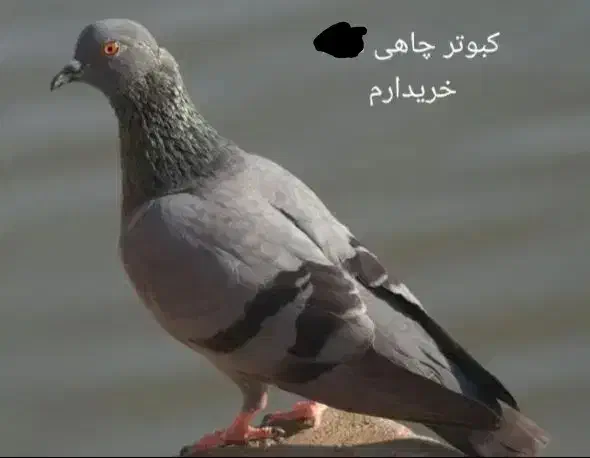 کبوتر|پرنده|فارسان, |دیوار