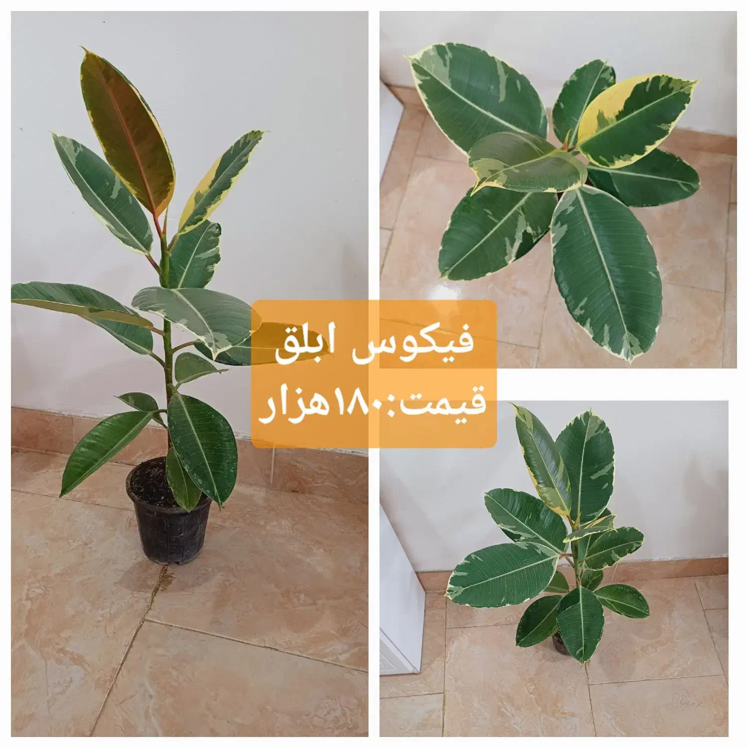 گلهای آپارتمانی|گل و گیاه طبیعی|رشت, پل تالشان|دیوار