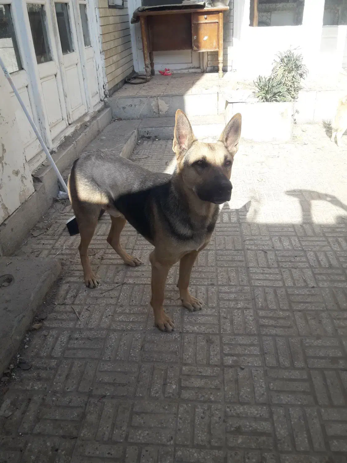 سگ ژرمن|سگ|اصفهان, کارلادان|دیوار