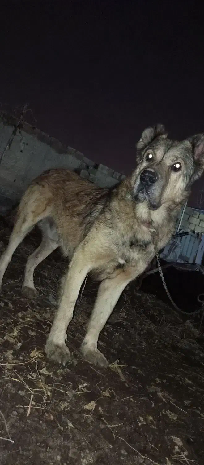 سگ سرابی اصیل|سگ|نوشین شهر, |دیوار