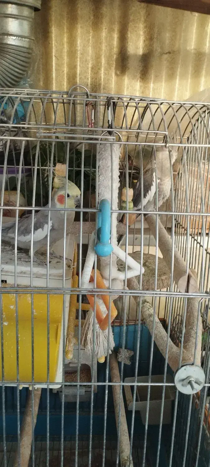 جفت مولد عروس هلندی|پرنده|تهران, افسریه شمالی|دیوار