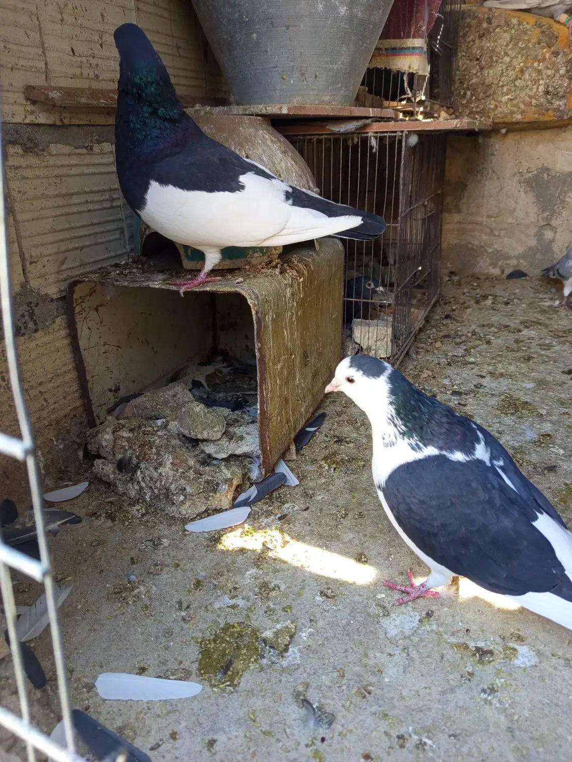 کبوتر یال دم نر .ماده پشتی|پرنده|شیراز, شیخ علی چوپان|دیوار