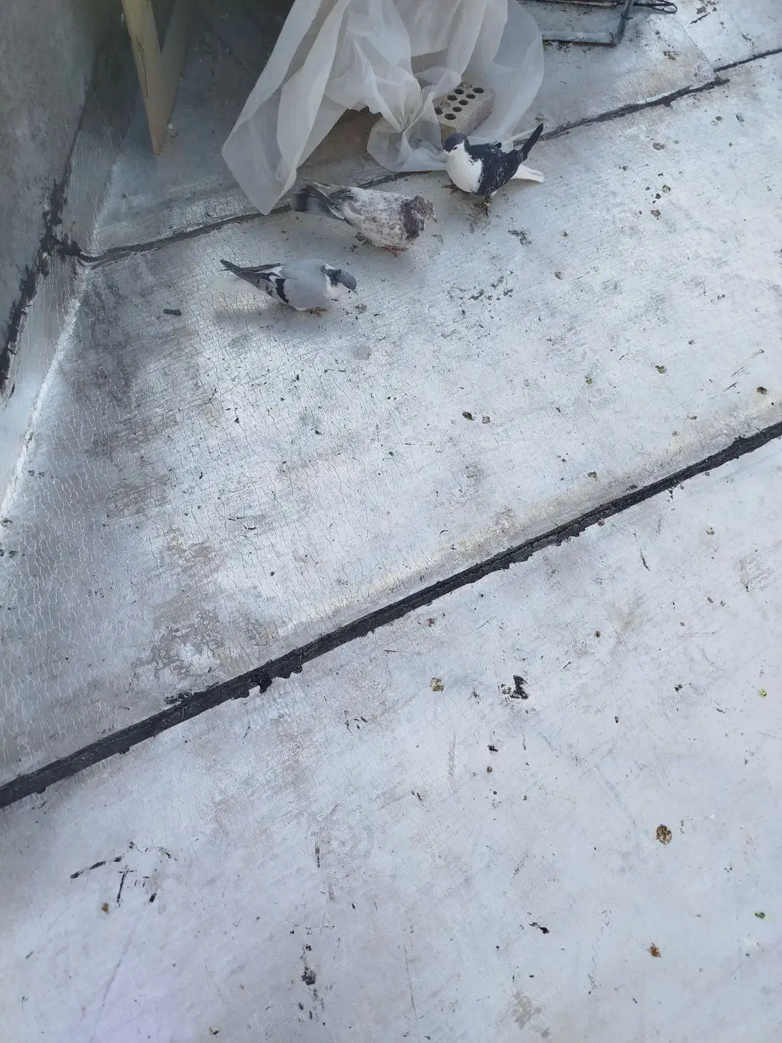 سه عدد کفتر پرشی|پرنده|شیروان (خراسان), |دیوار