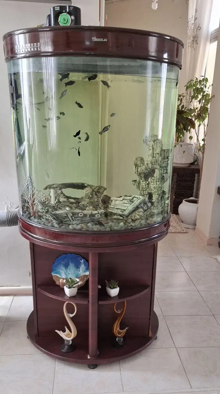 فروش آکواریوم|ماهی|جم, |دیوار