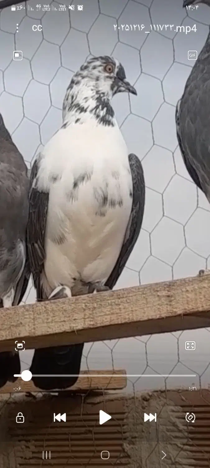 گمشده|حیوانات|نظرآباد, نظرآباد|دیوار