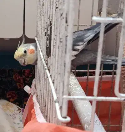 عروس هلندی گمشده|حیوانات|فولادشهر, C2|دیوار