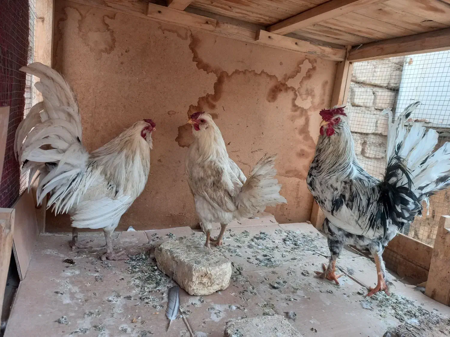 خروس گلین|حیوانات مزرعه|برخوار, |دیوار