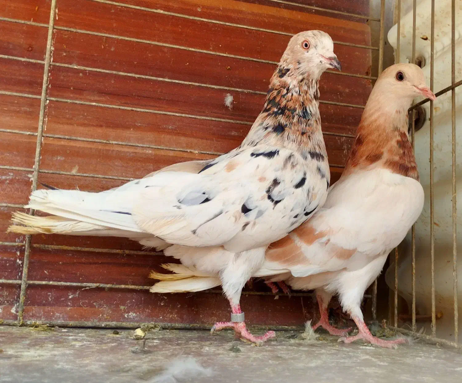 ده جفت کفتر آس|پرنده|تهران, نیروی هوایی (پیروزی)|دیوار