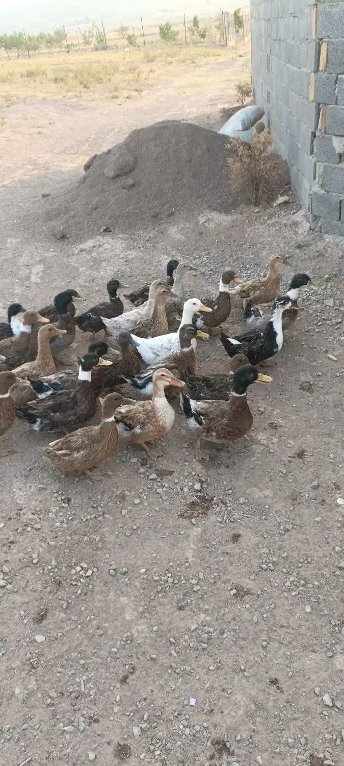 مرغ مرغابی|حیوانات مزرعه|قزوین, |دیوار