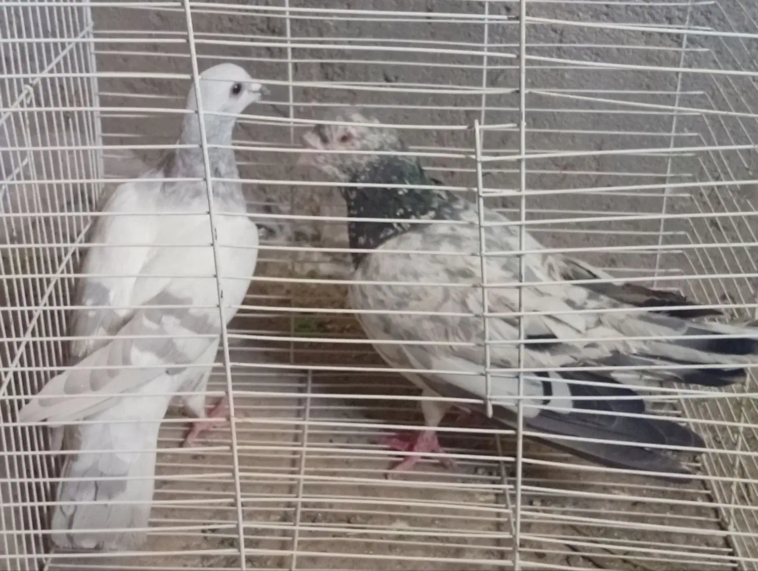 جفتگاه|پرنده|تربت‌حیدریه, ۴۵ متری|دیوار
