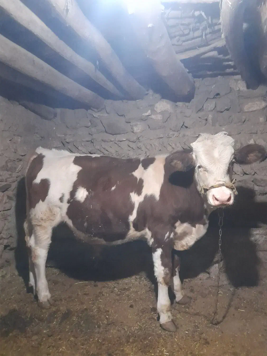گوساله نرو ماده|حیوانات مزرعه|دهگلان, |دیوار