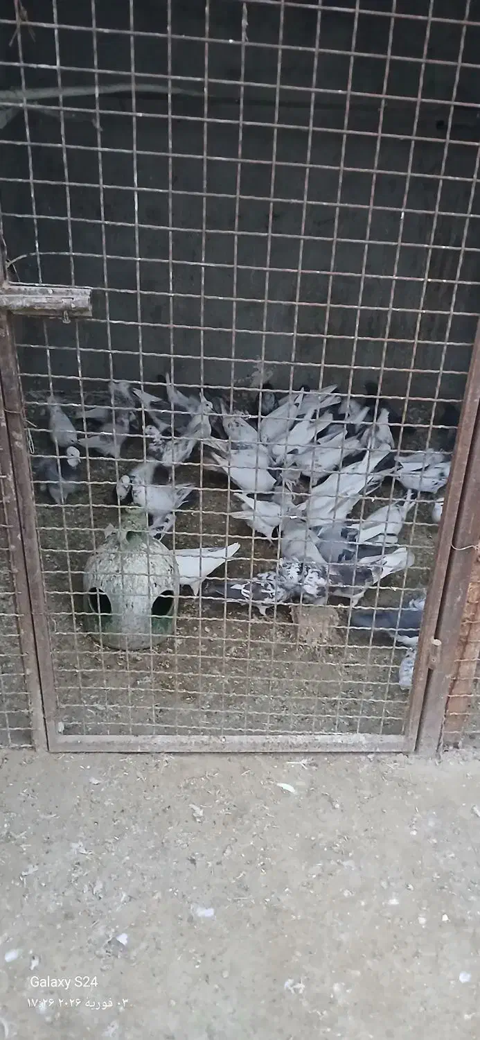 کفتر خوب|حیوانات مزرعه|رباط‌کریم, حکیم آباد|دیوار