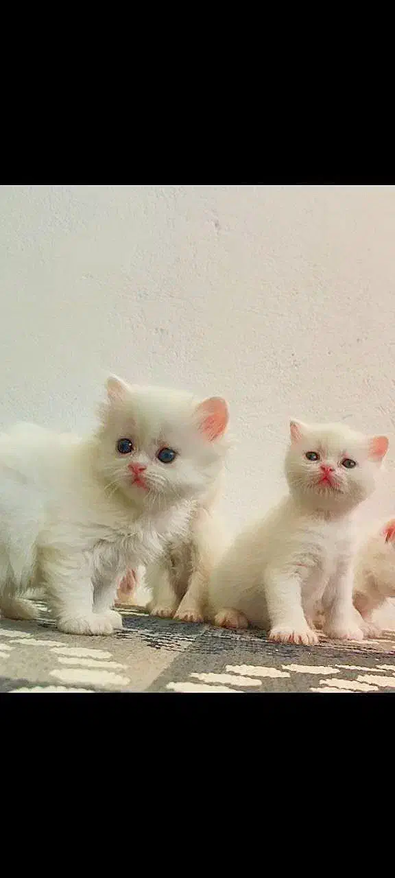 واگذاری توله پرشین و پرشین بالغ|گربه|تربت‌حیدریه, حسنی بالا|دیوار