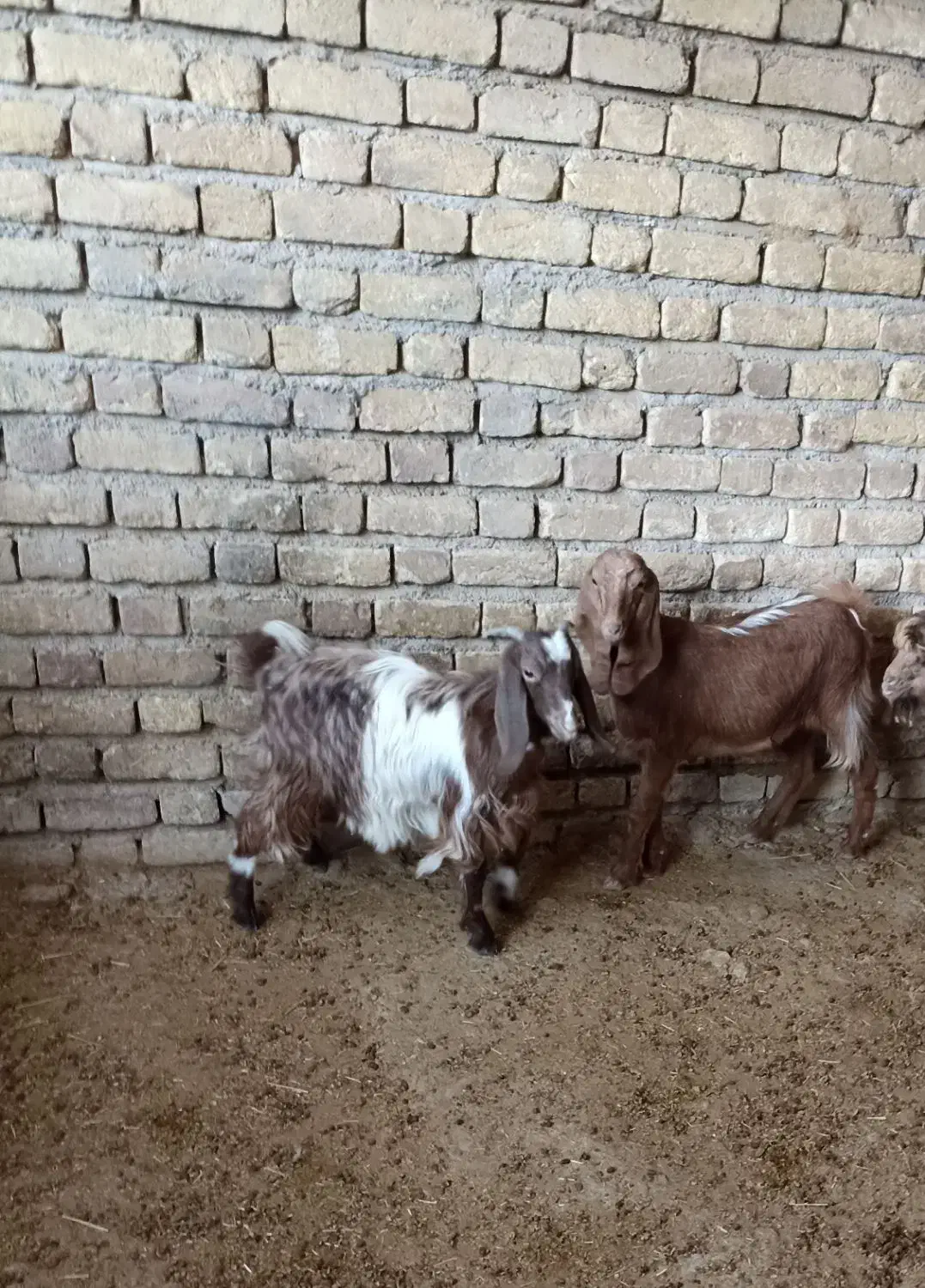 بزغاله درجه یک|حیوانات مزرعه|سرپل ذهاب, |دیوار