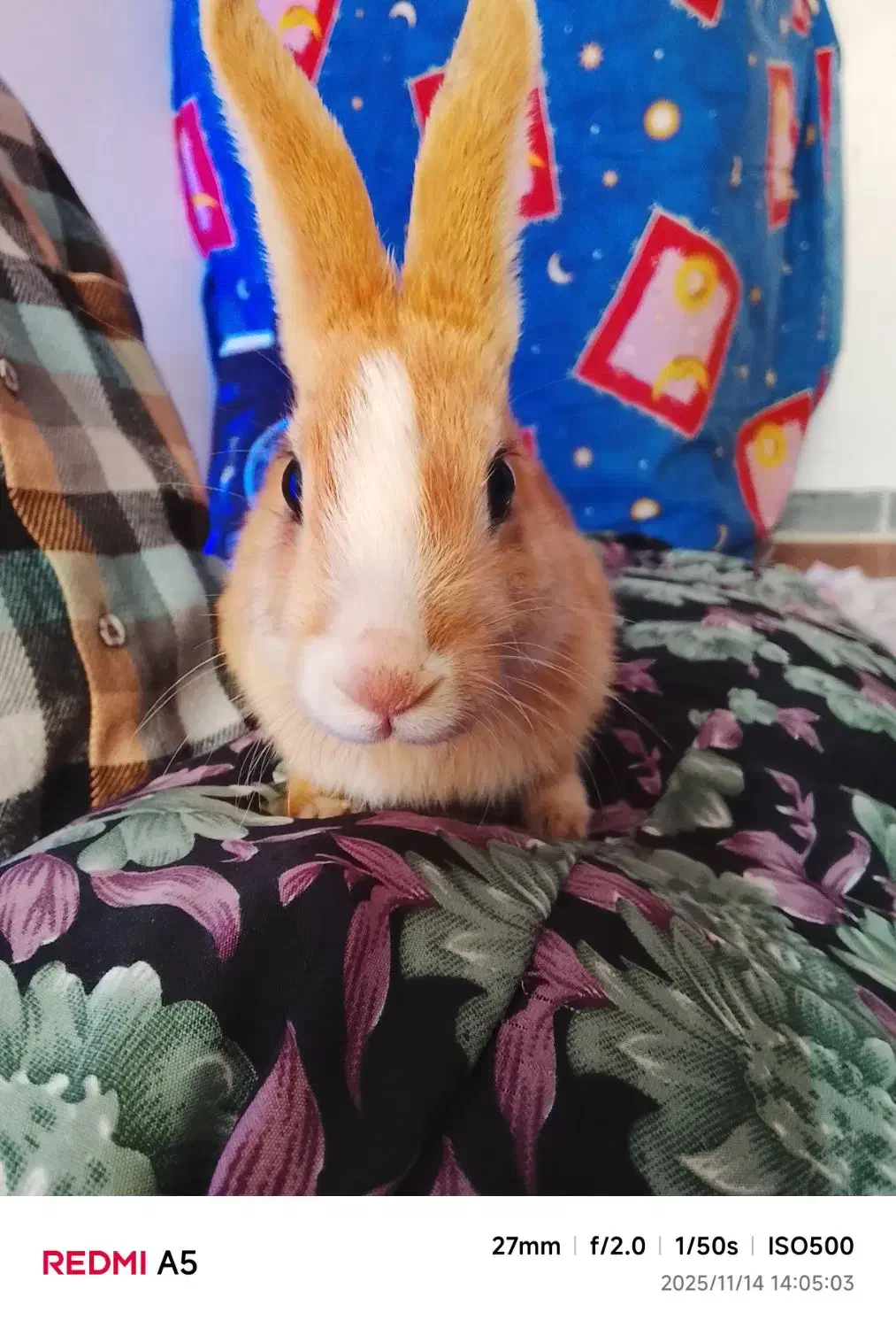 دو عدد خرگوش سالم|موش و خرگوش|ارومیه, |دیوار