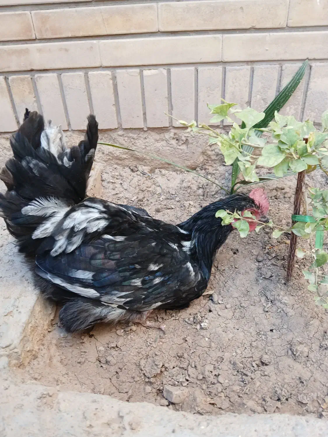 خروسهای جوان|حیوانات مزرعه|شیراز, تندگویان|دیوار