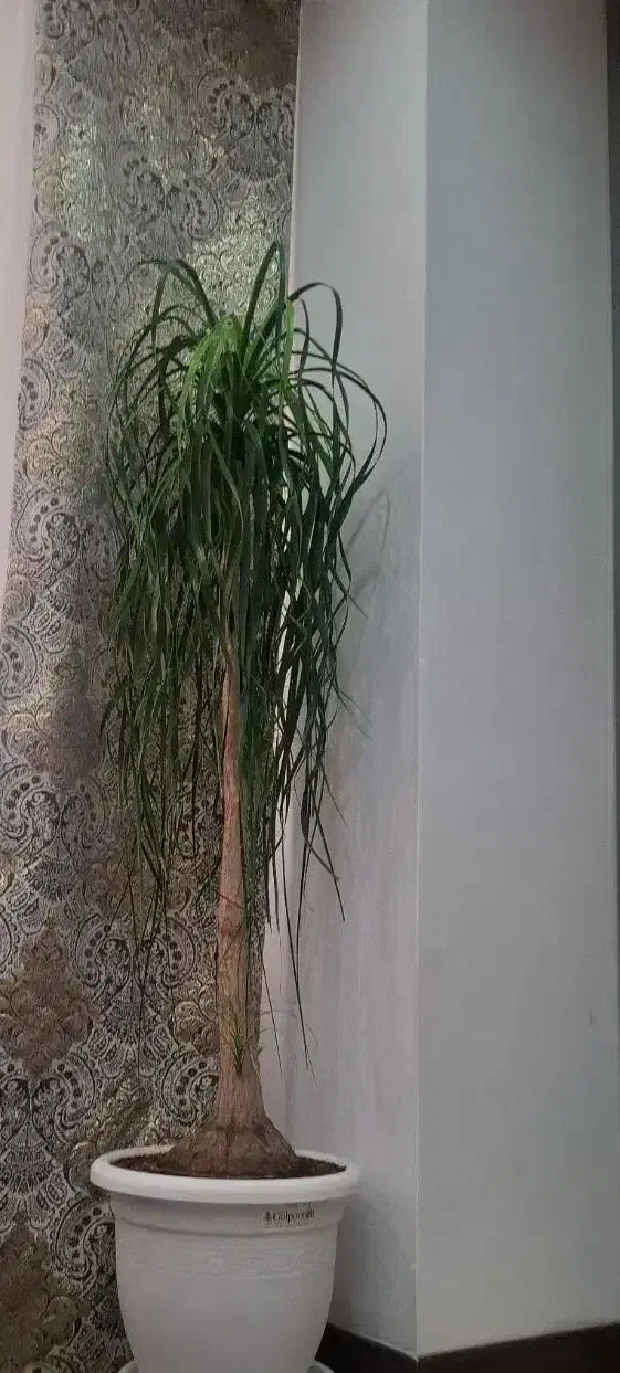درختچه طبیعی لیندا 30 ساله بالغ گل داده با تخفیف|گل و گیاه طبیعی|تهران, حبیب الله|دیوار