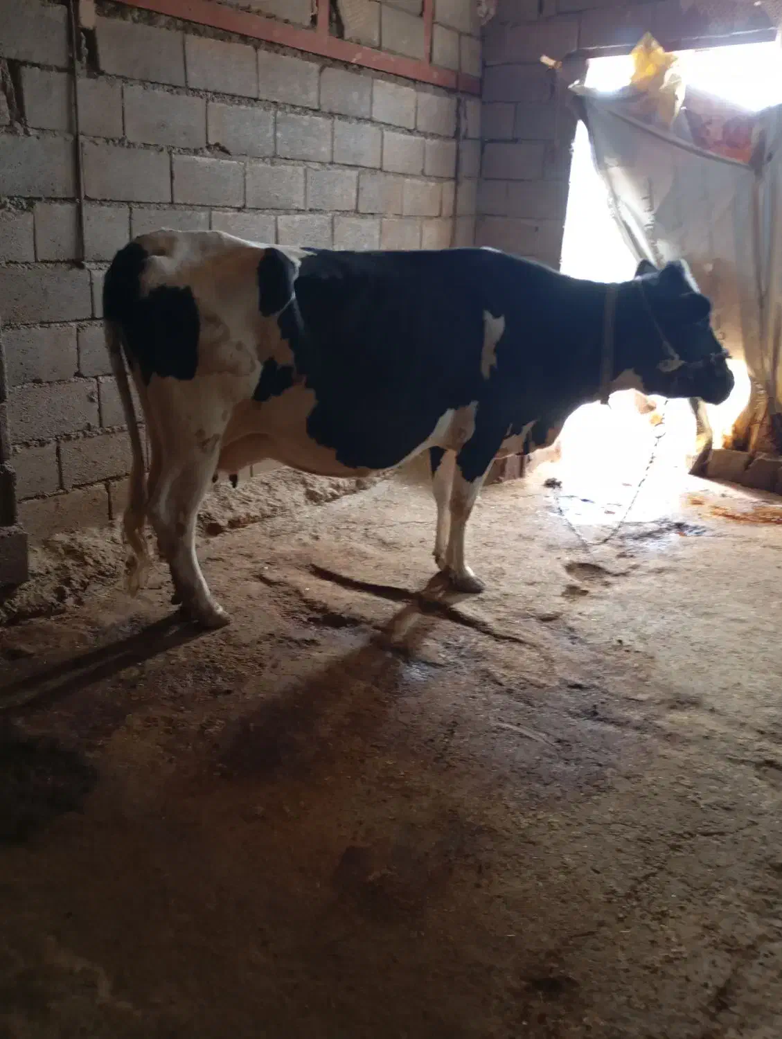 گاو|حیوانات مزرعه|بیرانوند, |دیوار