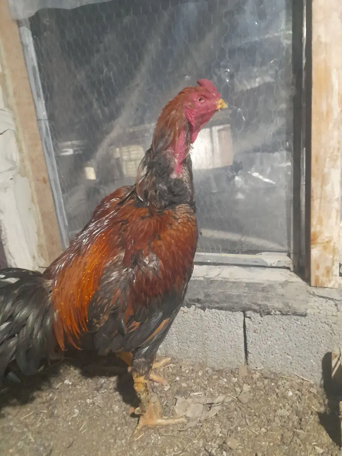 مرغ و خروس لاری|حیوانات مزرعه|نوشین شهر, |دیوار