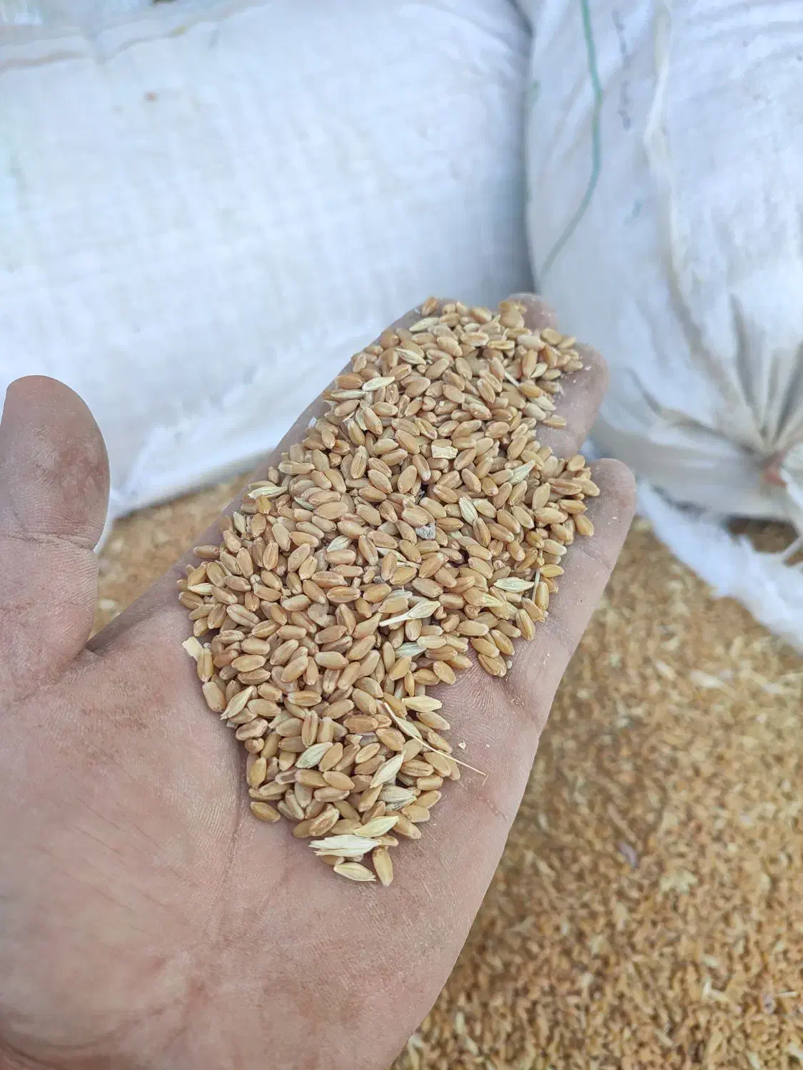 گندم|خوردنی و آشامیدنی|کارون, |دیوار