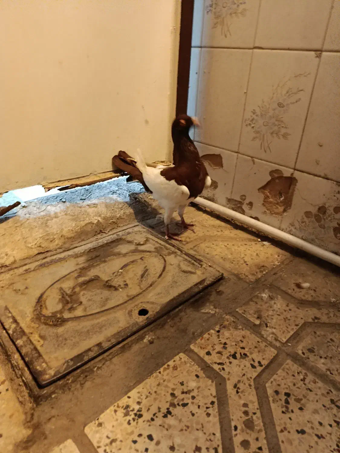 یهودی سرخ|پرنده|مشهد, تلگرد|دیوار