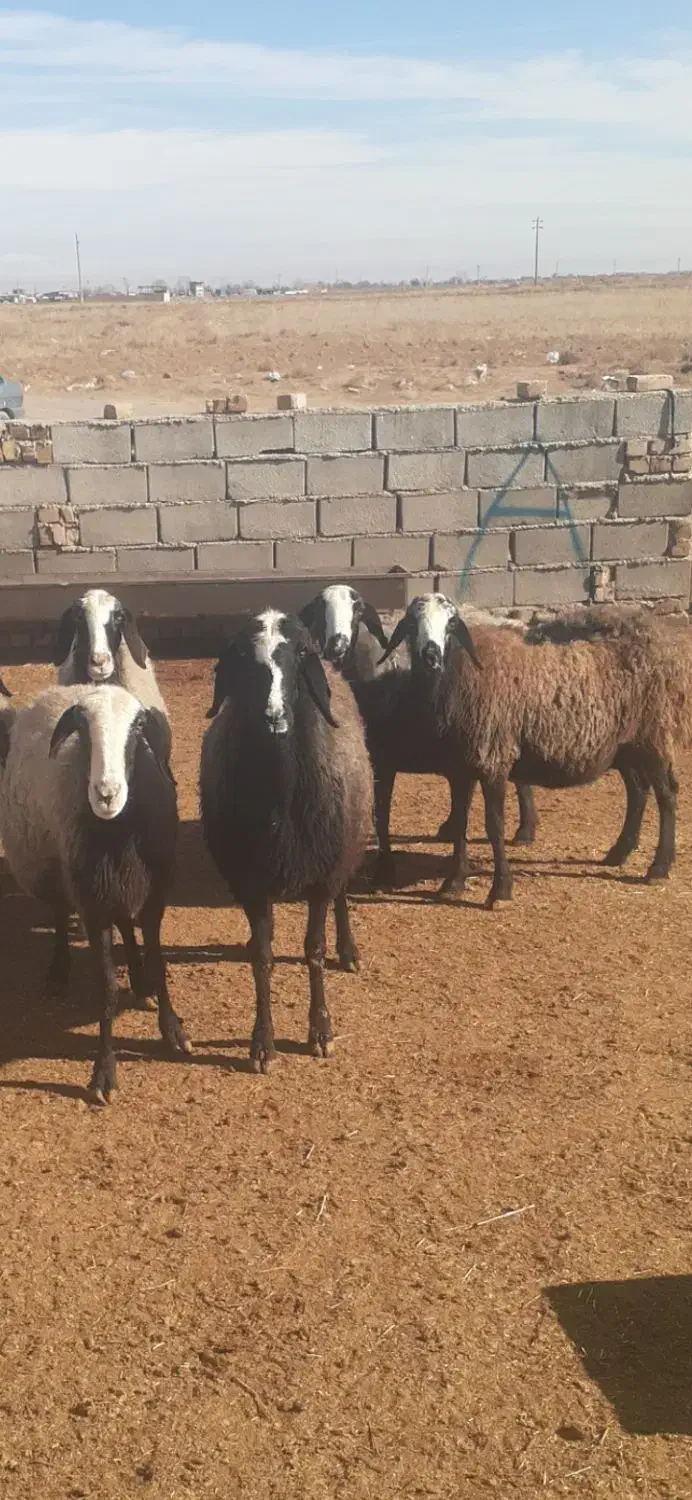 میش شال|حیوانات مزرعه|اسفرورین, |دیوار