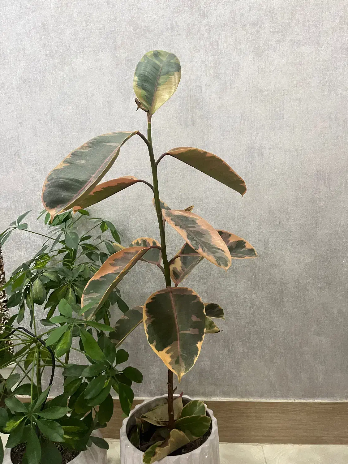 گل آپارتمانی|گل و گیاه طبیعی|صدرا-فارس, فاز ۱|دیوار