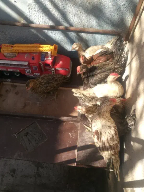 خروسک|حیوانات مزرعه|قزوین, |دیوار