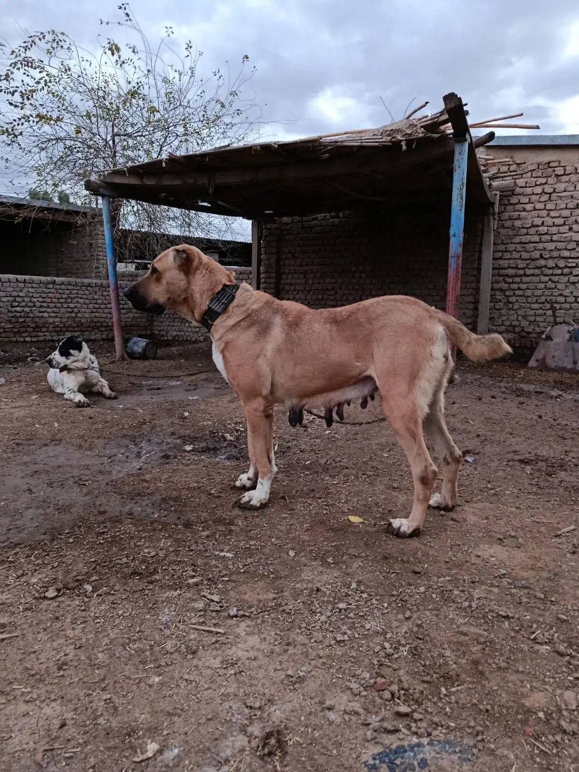 سگ آلابای ماده نوه نادیر ودختر بوسر|سگ|تهران, شهرک شریعتی|دیوار