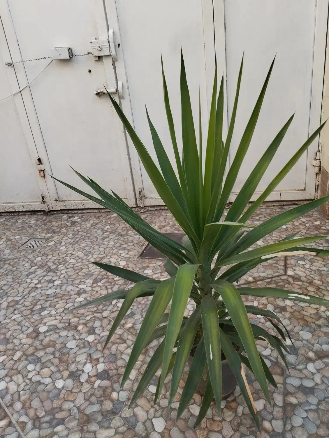 گل خانگی|گل و گیاه طبیعی|میاندوآب, |دیوار