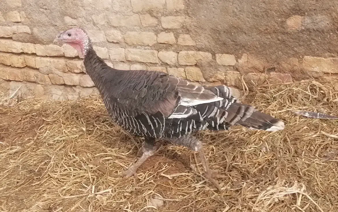 بغلمون ماده|حیوانات مزرعه|مشهد, شهید شهریاری|دیوار