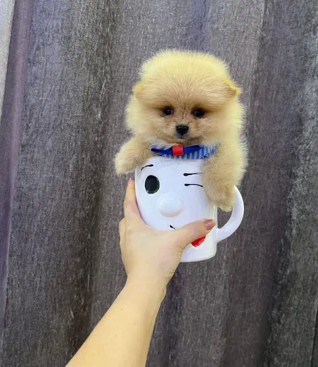 عروسک های زنده|سگ|کرمانشاه, |دیوار