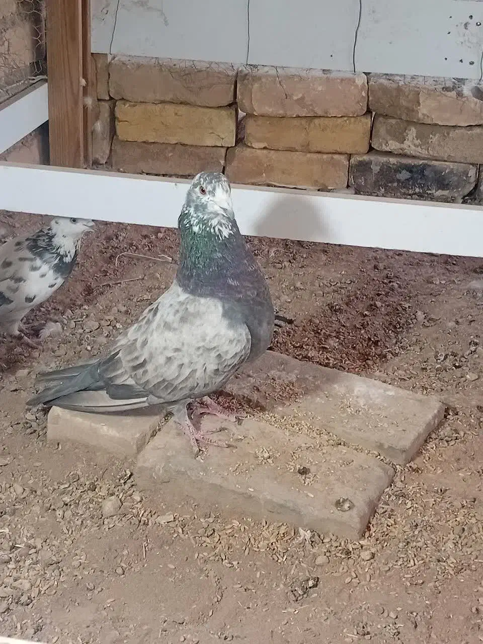 کبوتر|پرنده|یزد, |دیوار