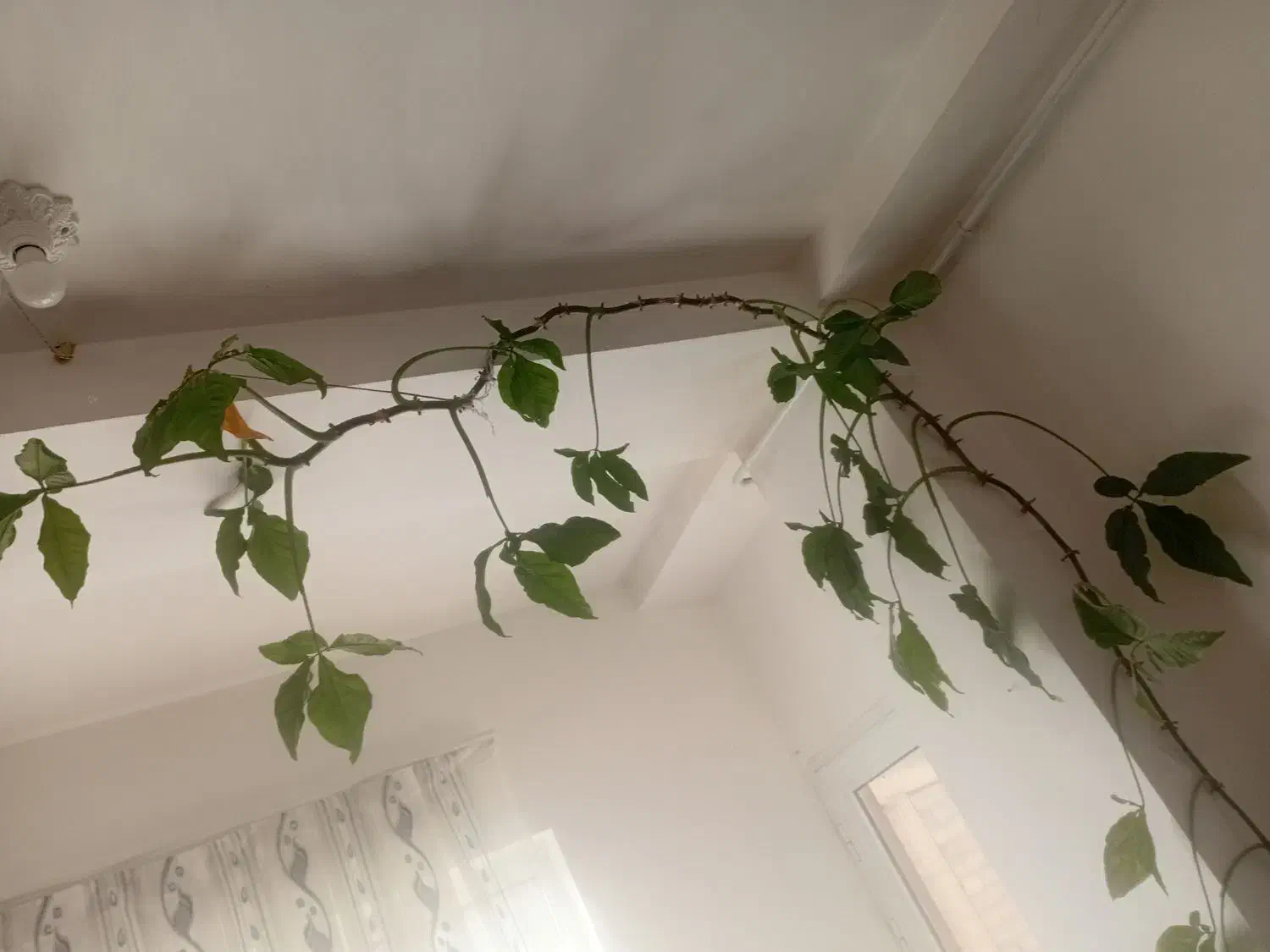 گل زیبا برای کنار پنجره|گل و گیاه طبیعی|قروه, |دیوار