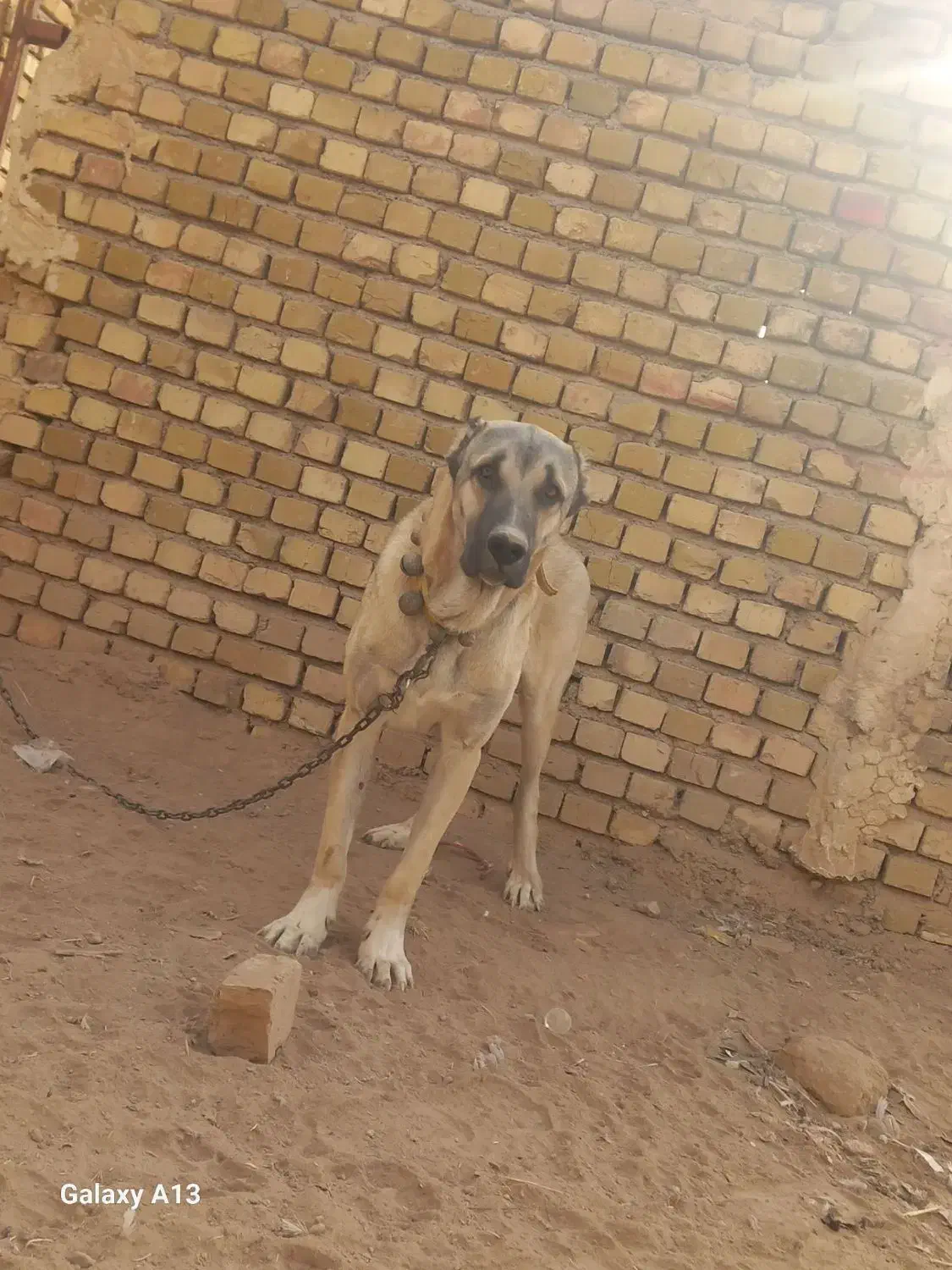 سگ حیاط|سگ|بشاریات, |دیوار