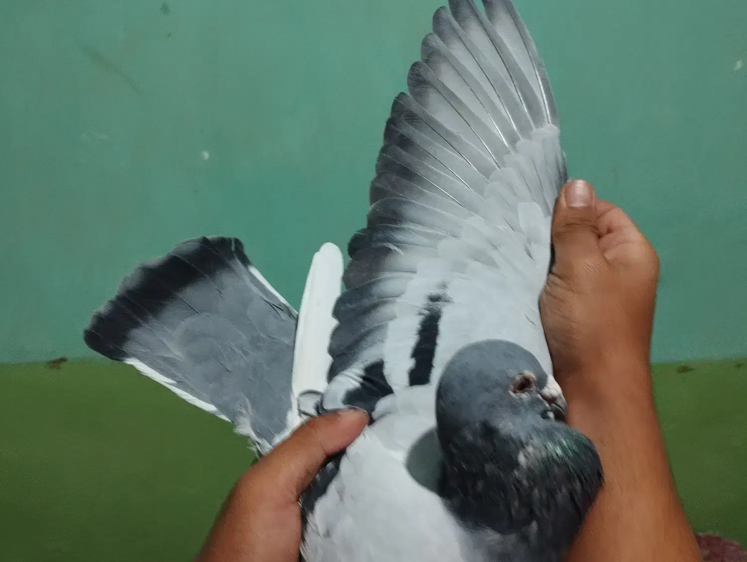 کبوتر پلاکی بازرگان نشسته|پرنده|سوسنگرد, |دیوار