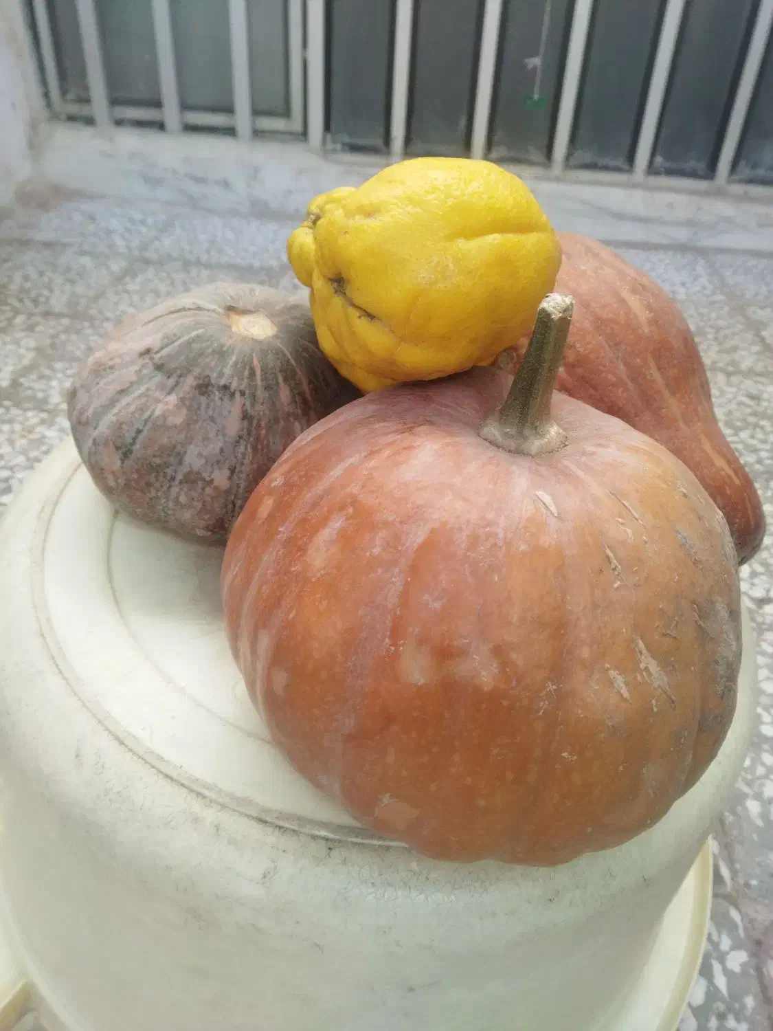 کدو تنبل|خوردنی و آشامیدنی|قم, باغ شریفی|دیوار