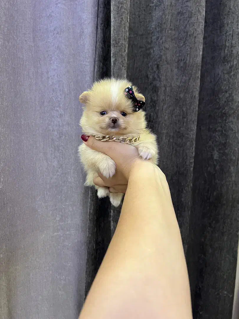 پامر فینگیلی پودل فرفری و شیتزو پنبه ای|سگ|فردیس, فردیس|دیوار