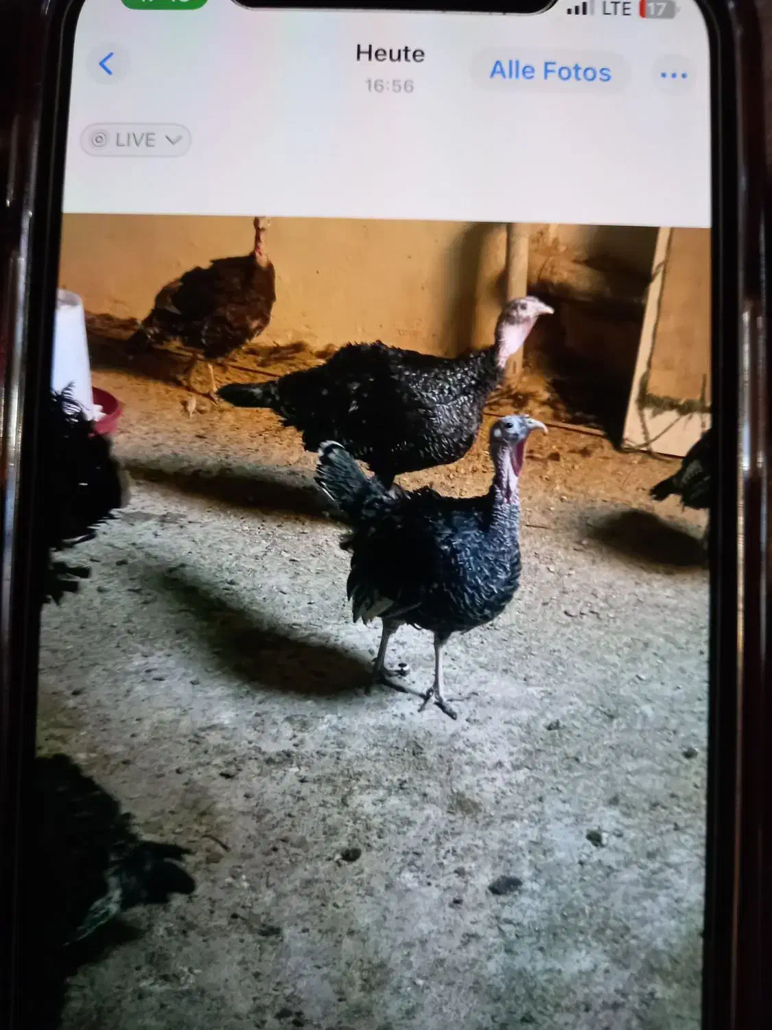 جوجه بوقلمون جوجه گلین نژاد خوب ریش چهل تخم نطفه|حیوانات مزرعه|آبیک, |دیوار