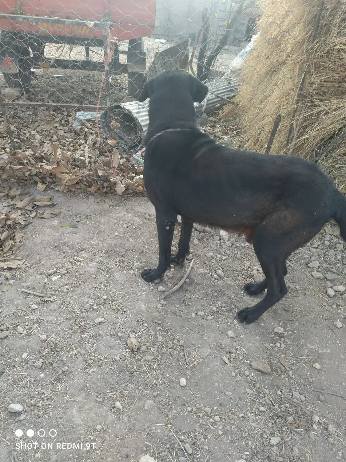 سلام برعشق بازان|سگ|سجاس رود, |دیوار