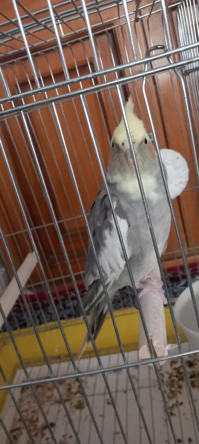 عروس هلندی ماده|پرنده|ملایر, |دیوار