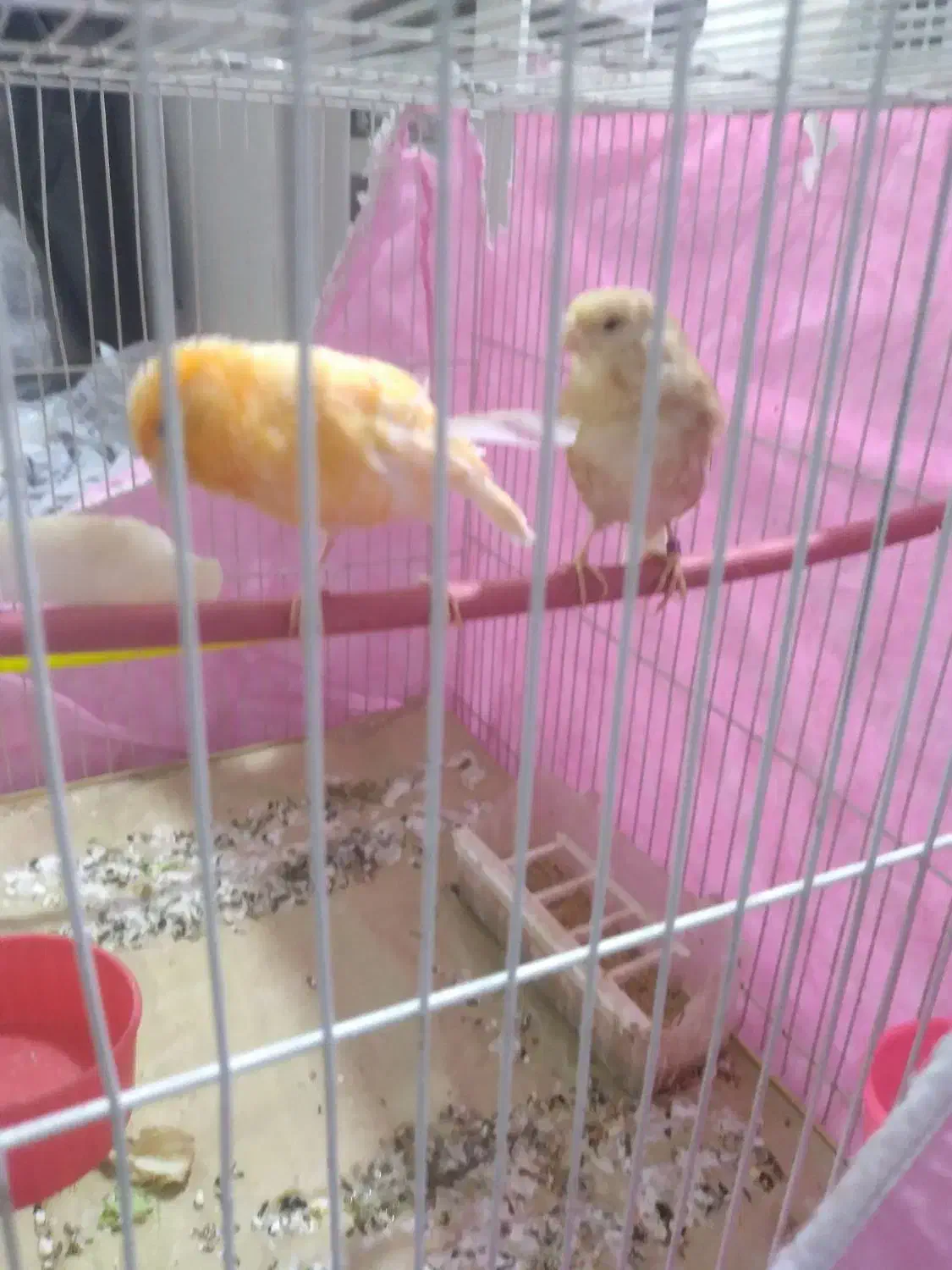 قناری نر ماده|پرنده|مشهد, فریزی|دیوار