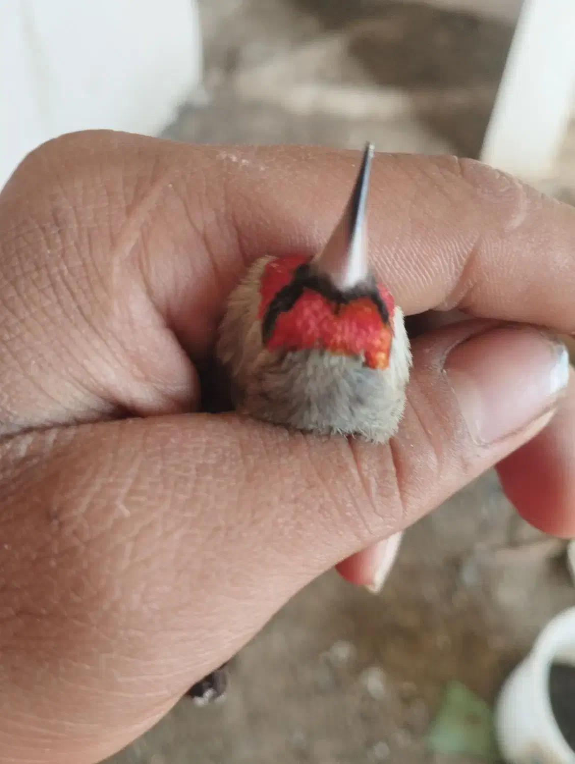 سهره|پرنده|آشخانه, |دیوار