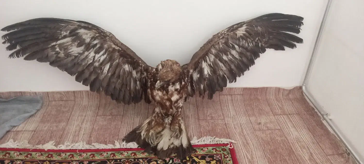 لوازم دکوری|مجسمه، تندیس، ماکت|ارومیه, |دیوار